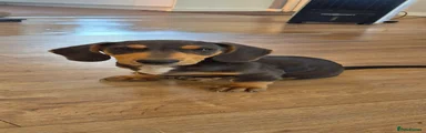Miniature Dachshund 2