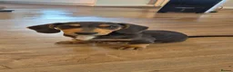 Miniature Dachshund dogs for sale: Miniature Dashunds  - Advert 5