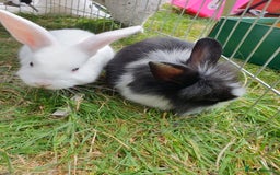 Mini Lop rabbits for sale: Spayed and neutered rabbits for adoption - Image 16