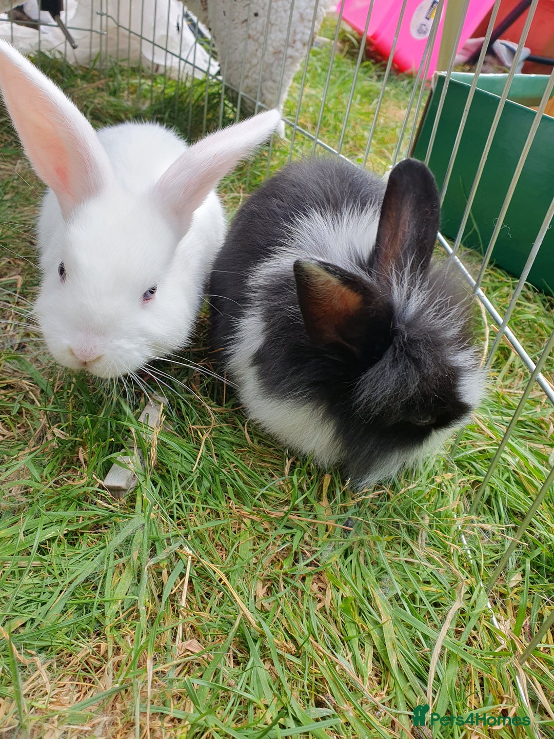 Mini Lop rabbits for sale: Spayed and neutered rabbits for adoption - Image 16