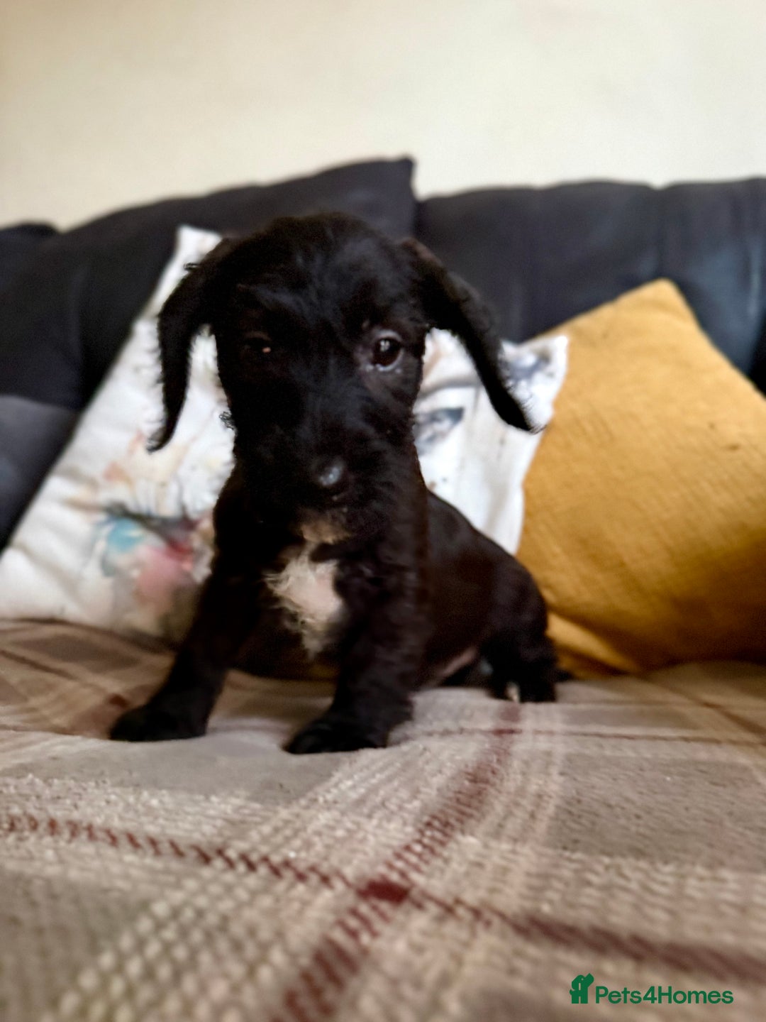 Mixed Breed dogs for sale: 🐾❤️ dachshund x Jack Russell puppies ❤️🐾 - Advert 9