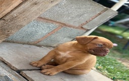 Dogue De Bordeaux dogs for sale: available now female dogue de bordeaux puppy - Image 2