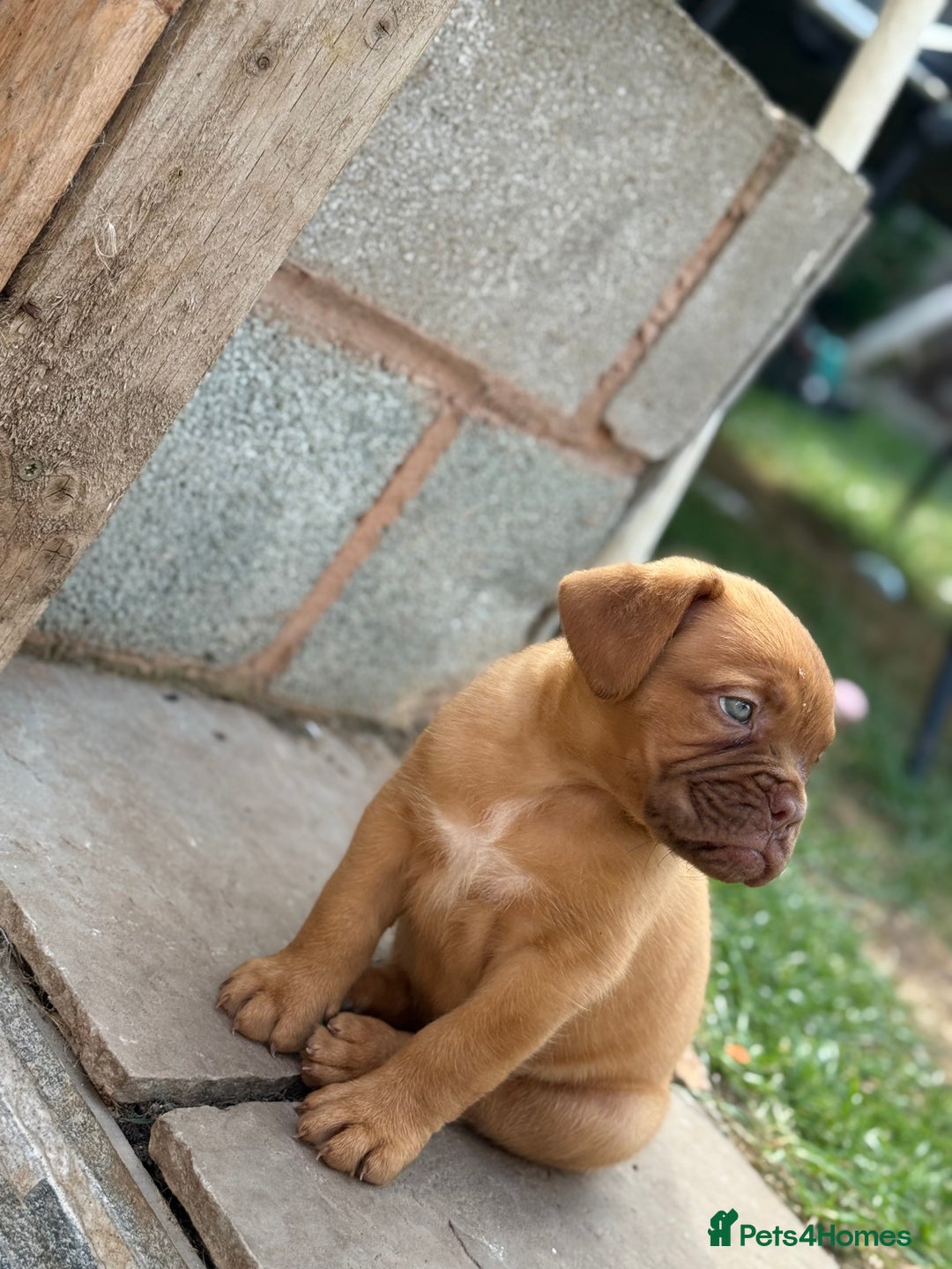 Dogue De Bordeaux dogs for sale: available now female dogue de bordeaux puppy - Image 2
