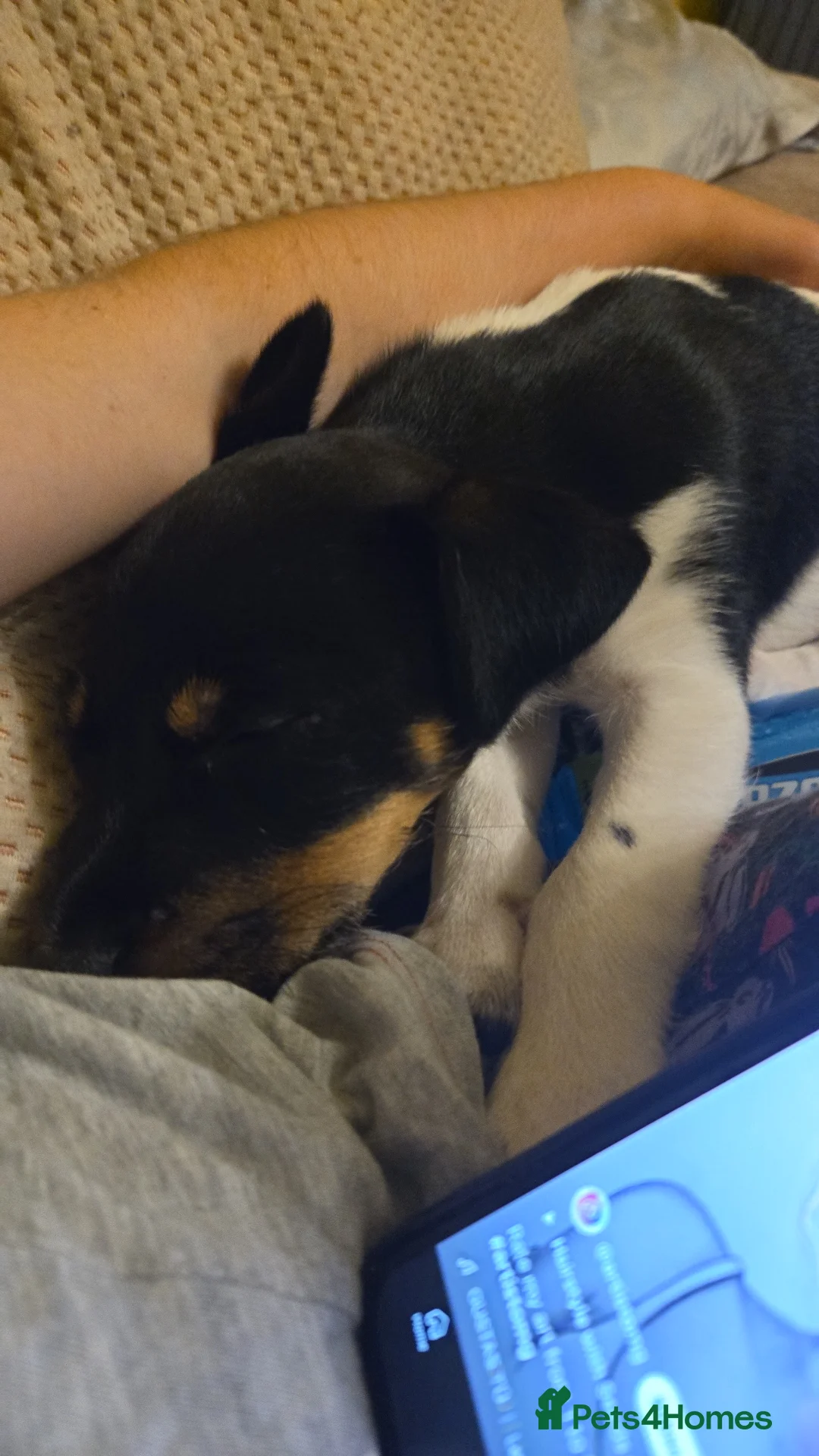 Jack Russell dogs for stud: Boy Jack Russel for stud  in Batley - Advert 8