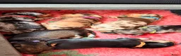 Miniature Dachshund dogs for sale: Miniature Wirehaired Dachshund Puppies  - Advert 1