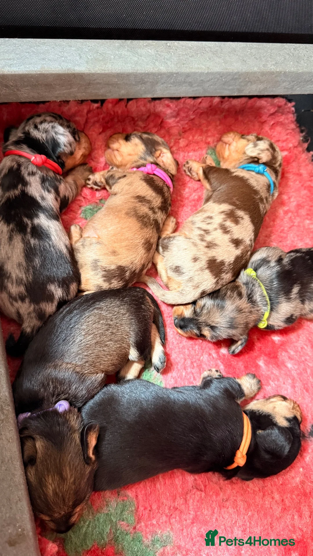 Miniature Dachshund dogs for sale: Miniature Wirehaired Dachshund Puppies  - Advert 1