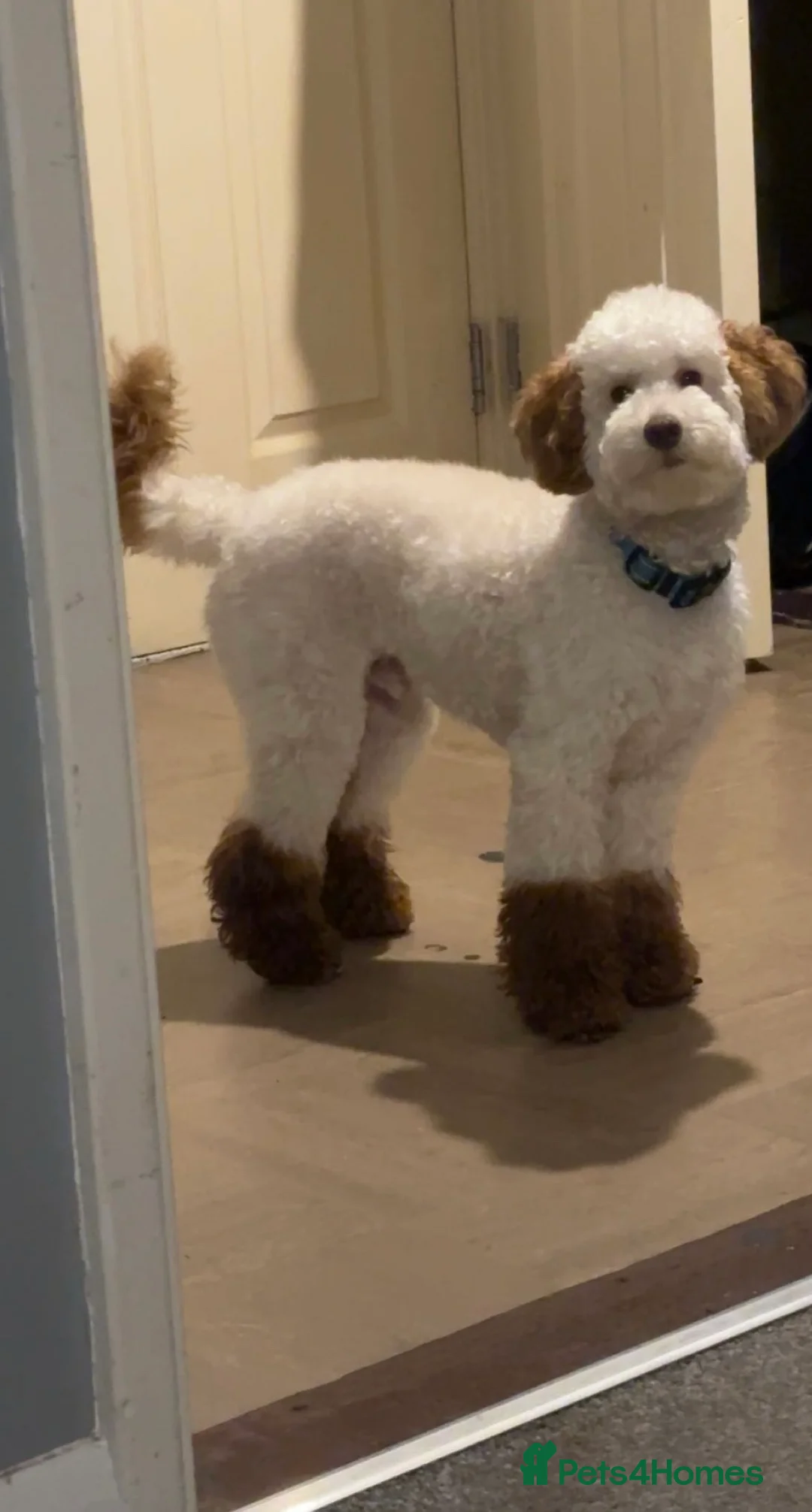 Miniature Poodle dogs for stud: Codi  - Advert 3