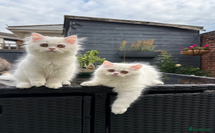 Persian cats - Advert 4