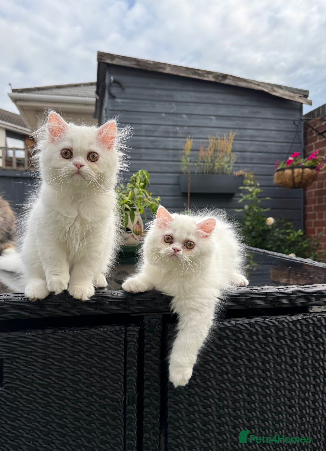 Persian cats for sale: 2 white Gorgeous Persian Boys - Image 1
