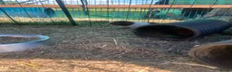 Guinea Pig rodents for sale: Loads of guinea pigs for sale - Advert 3