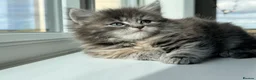 British Shorthair cats for sale: Pure British Long Hair X Pure British Short Hair   - Advert 24