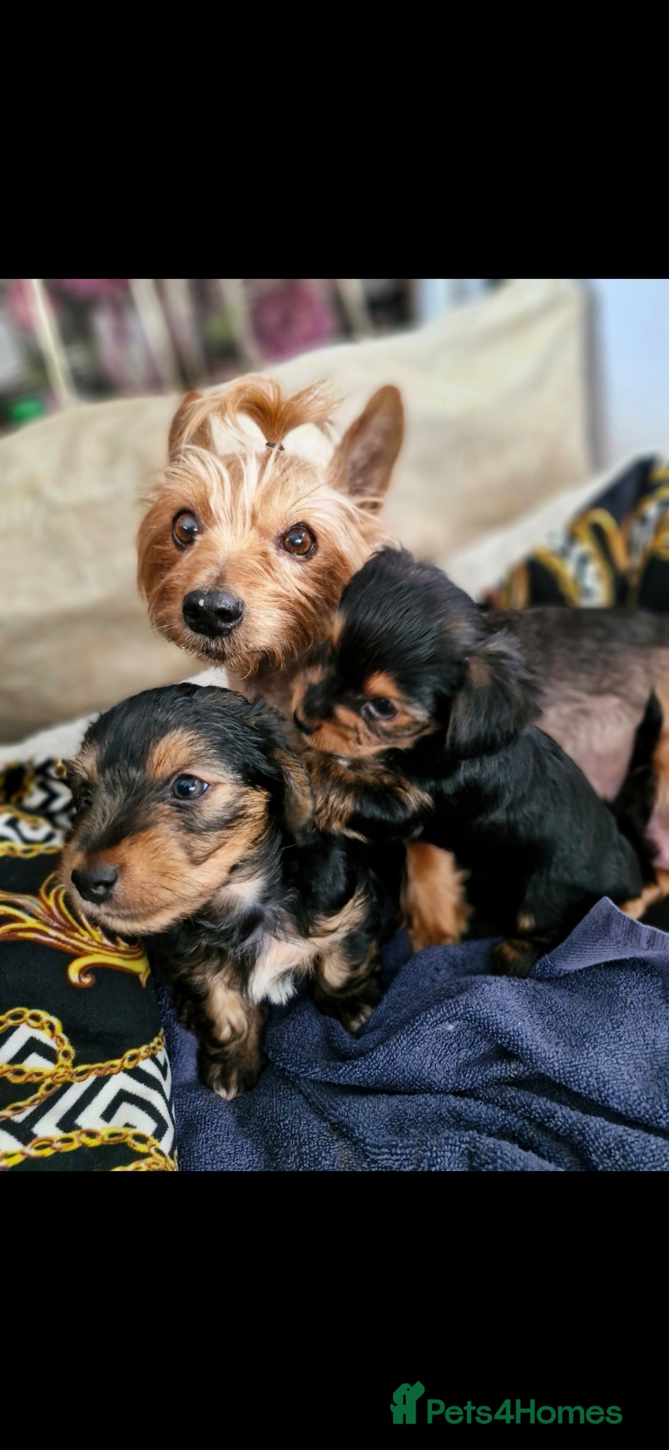 Yorkshire Terrier dogs Boy male  - Advert 14