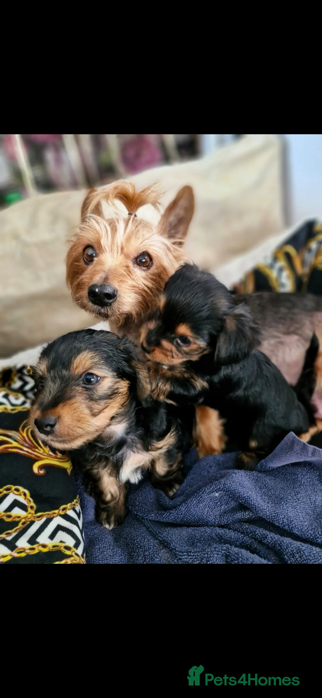 Yorkshire Terrier dogs for sale: Boy male  - Advert 1