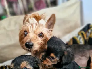 Yorkshire Terrier dogs Boy male - Advert 17