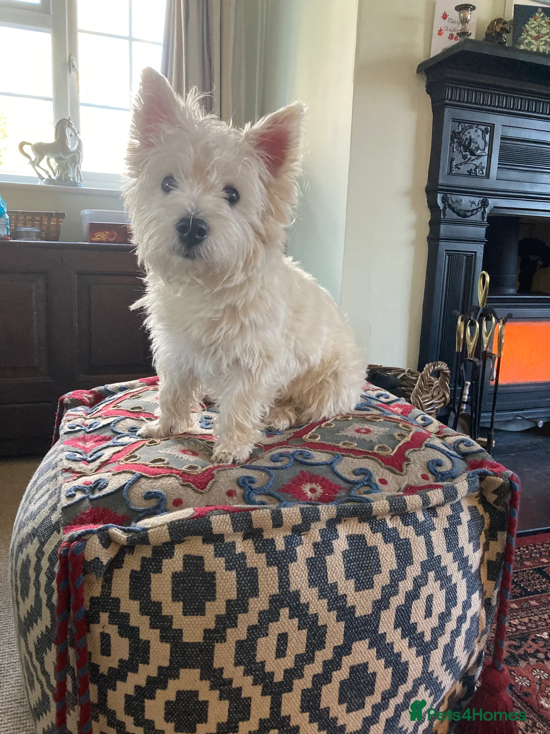 West Highland Terrier dogs for sale: Beautifully bred West Highland Terriers - Advert 17