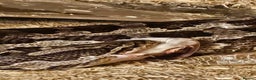 Corn Snake reptiles for sale: Corn snake - Advert 2