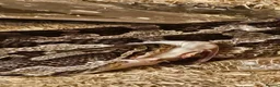 Corn Snake reptiles for sale: Corn snake - Advert 2