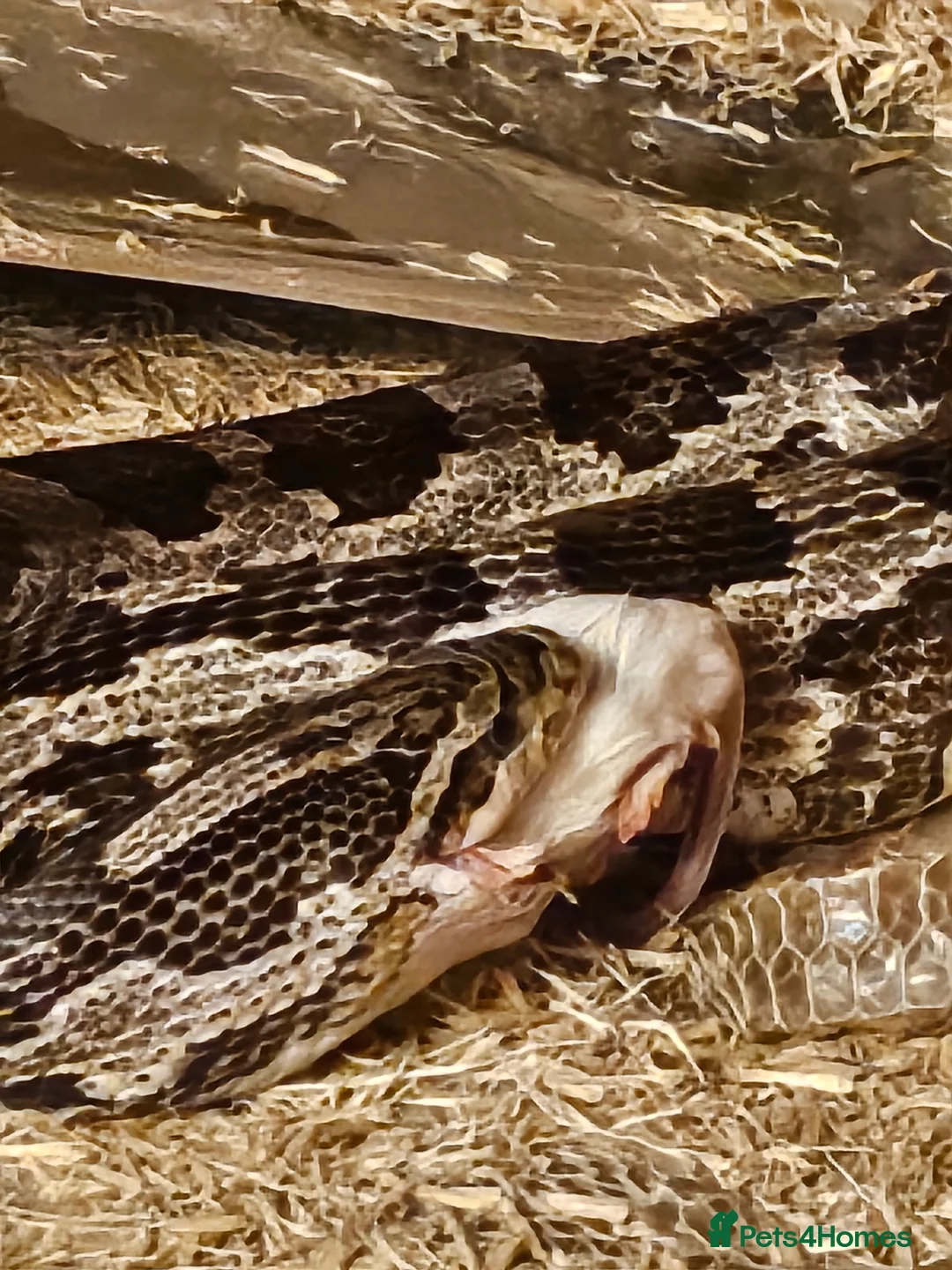 Corn Snake reptiles for sale: Corn snake - Advert 2