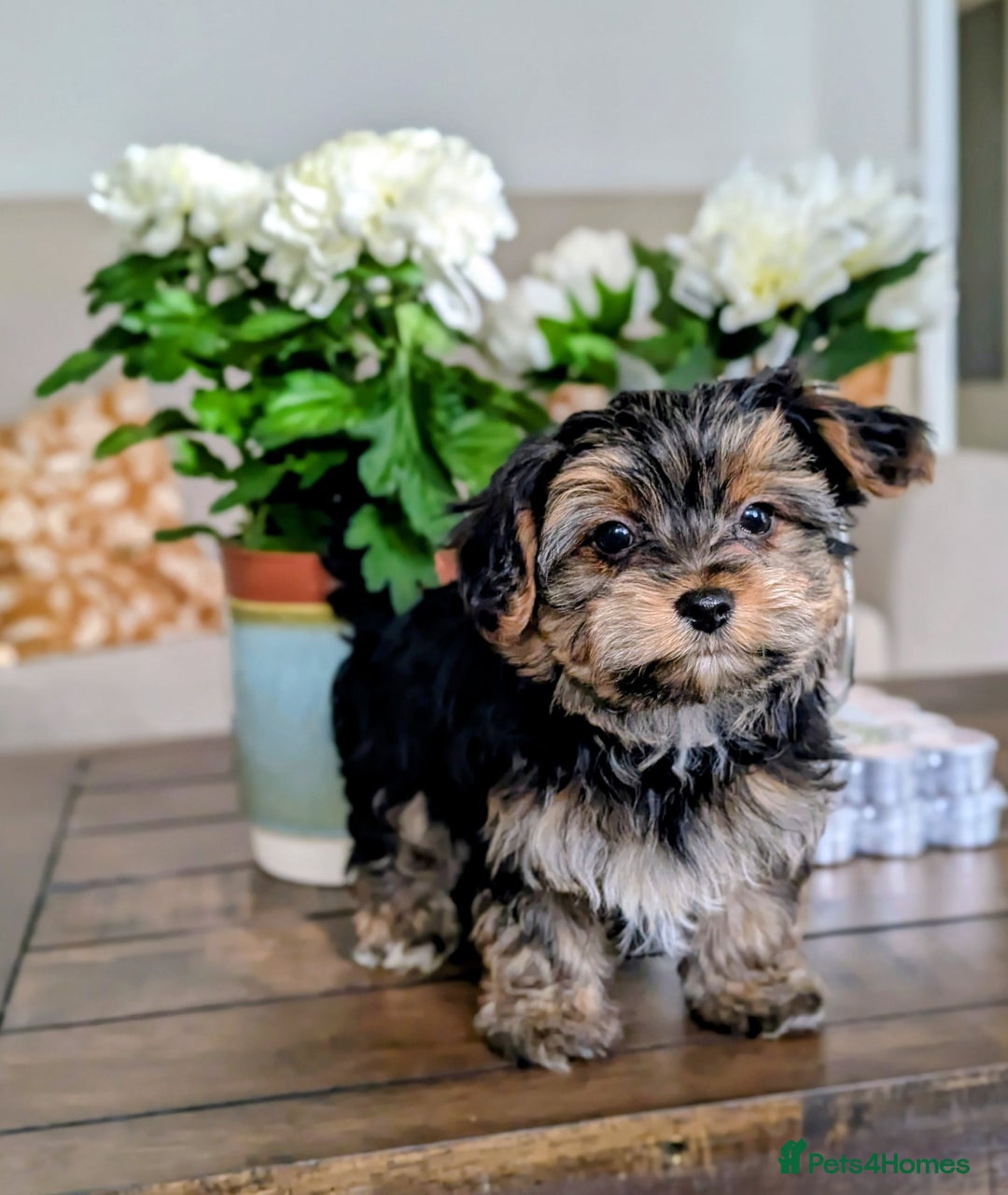 Yorkshire Terrier dogs for sale: 3 Male Yorkshire terriers left  - Image 31