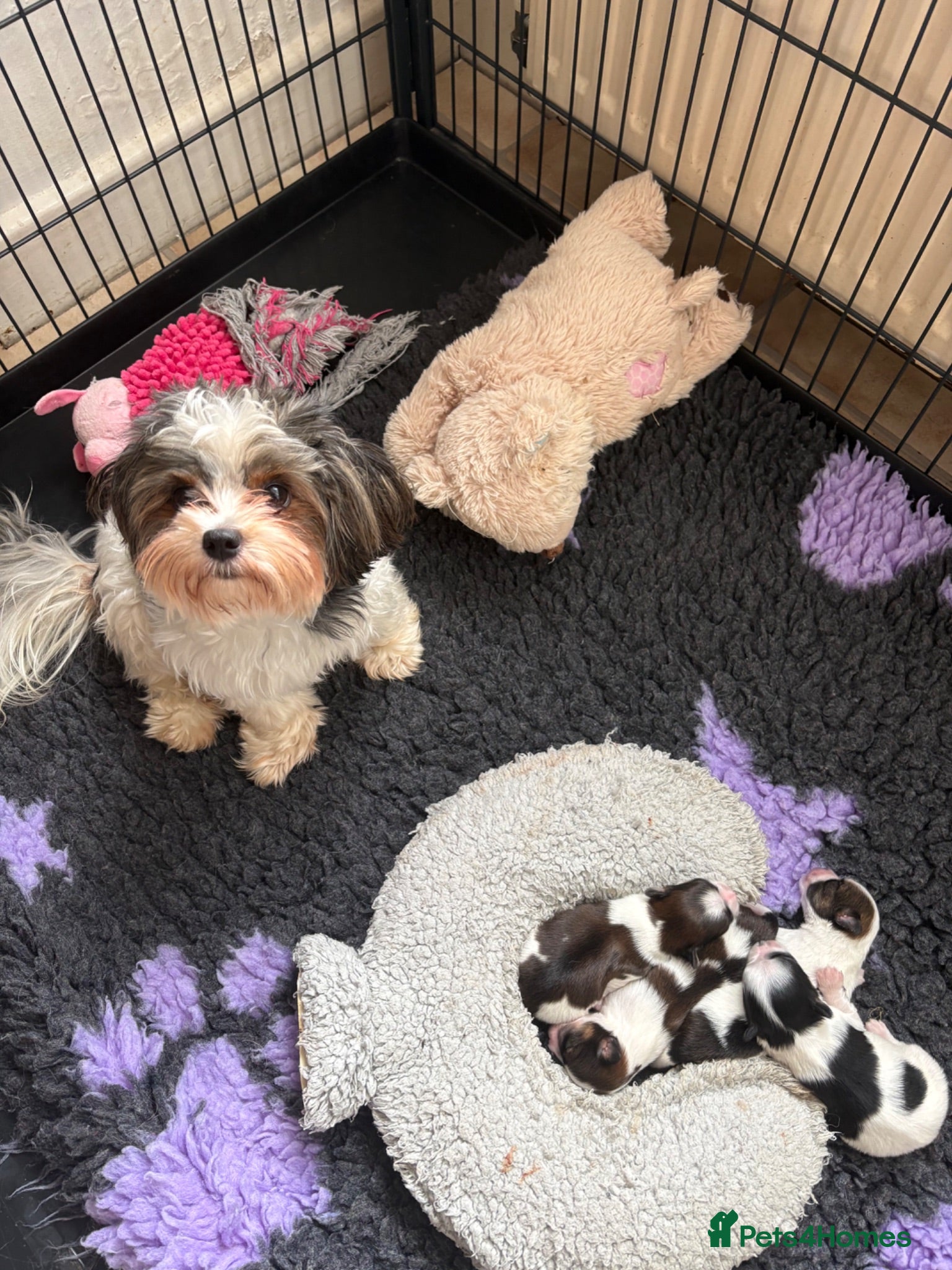Chorkie dogs Miniature chorkies  - Advert 9