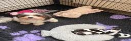Chorkie dogs for sale: Miniature chorkies  in Ripley - Advert 1