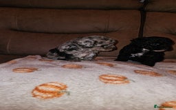 Toy Poodle dogs for sale: Toy poodle puppys - Image 4