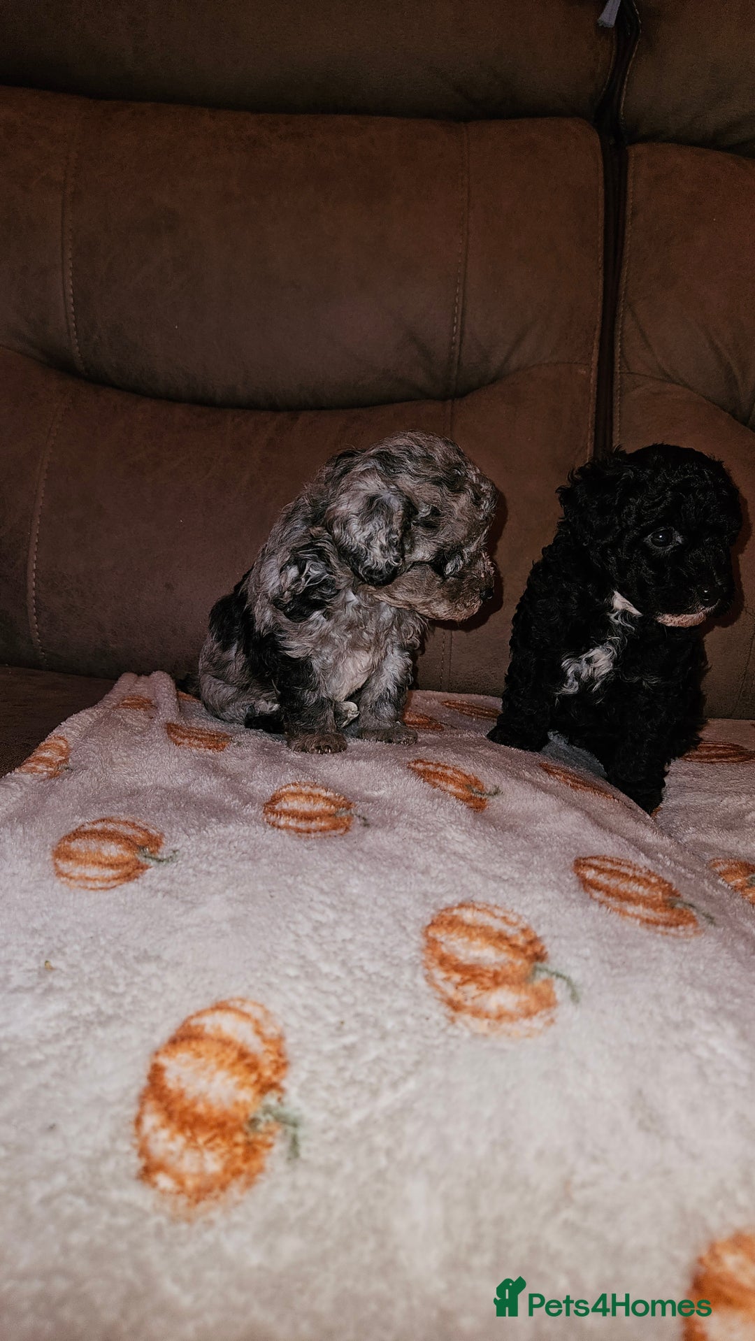 Toy Poodle dogs for sale: Toy poodle puppys - Image 4