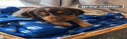 Cocker Spaniel dogs for sale: Cocker spaniel puppy’s  - Advert 17