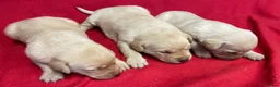 Labrador Retriever dogs for sale: Wow! KC Reg Puppies from Health Tested Parents - Advert 3