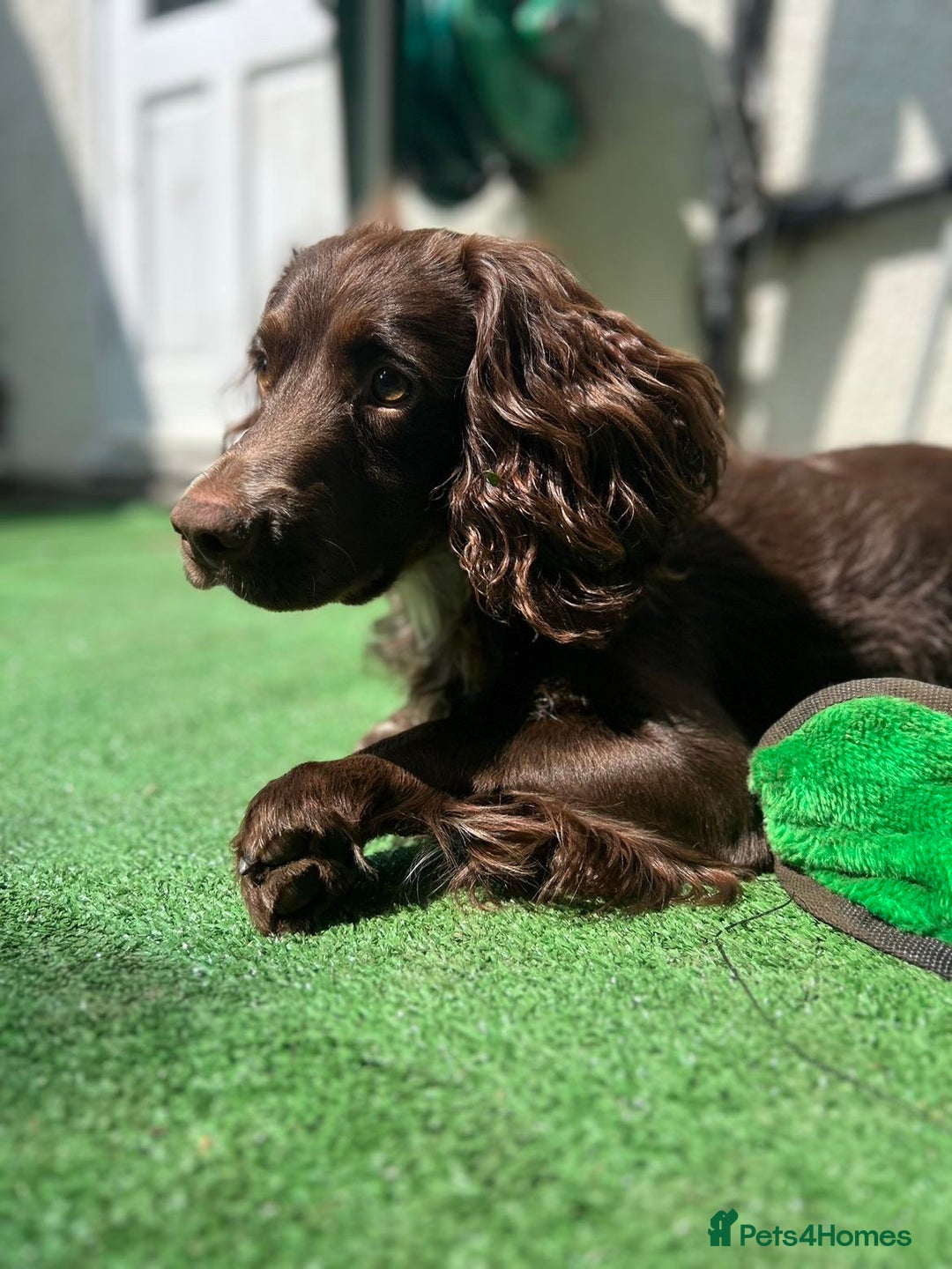 Cocker Spaniel dogs for stud: Chase - Image 4