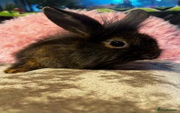 Mixed Breed rabbits for sale: Netherland dwarf and lionhead mixed bunnies - Image 26