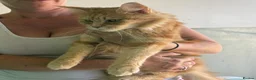 Maine Coon cats for sale: Active TICA RARE Ginger Female - Advert 9