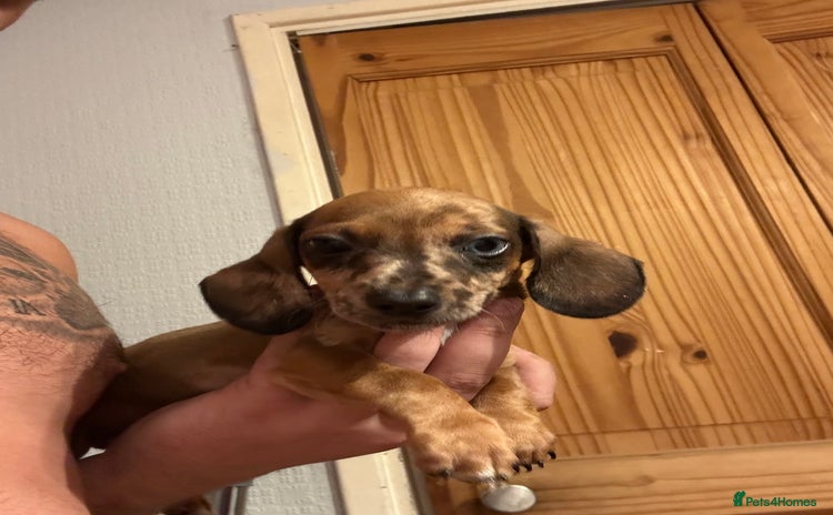 Dachshund dogs - Advert 1