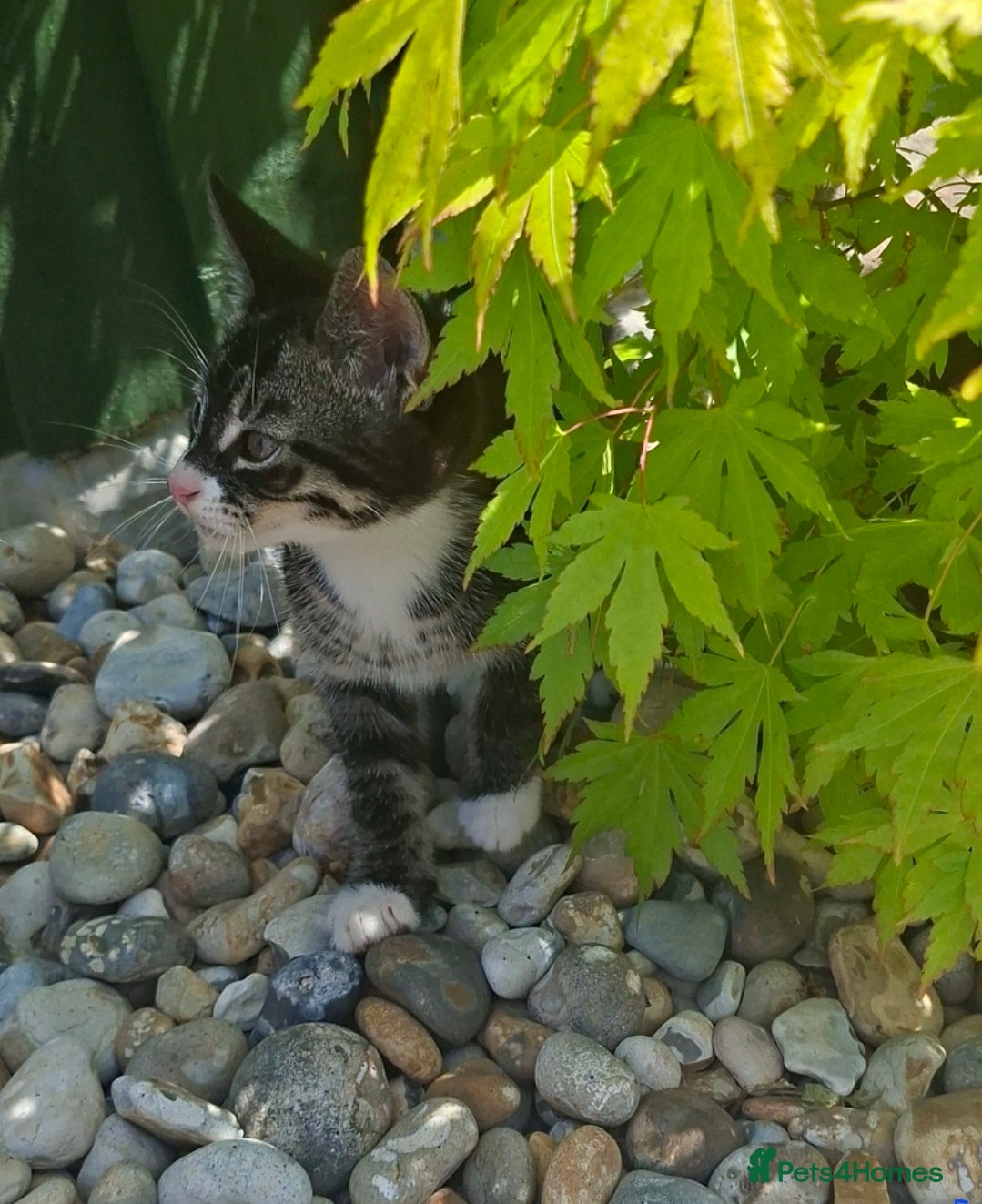 Mixed Breed cats Stunning kittens for sale  - Advert 3