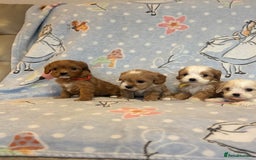 Cavapoo dogs for sale: Beautiful cavapoo pups from family home  - Advert 5