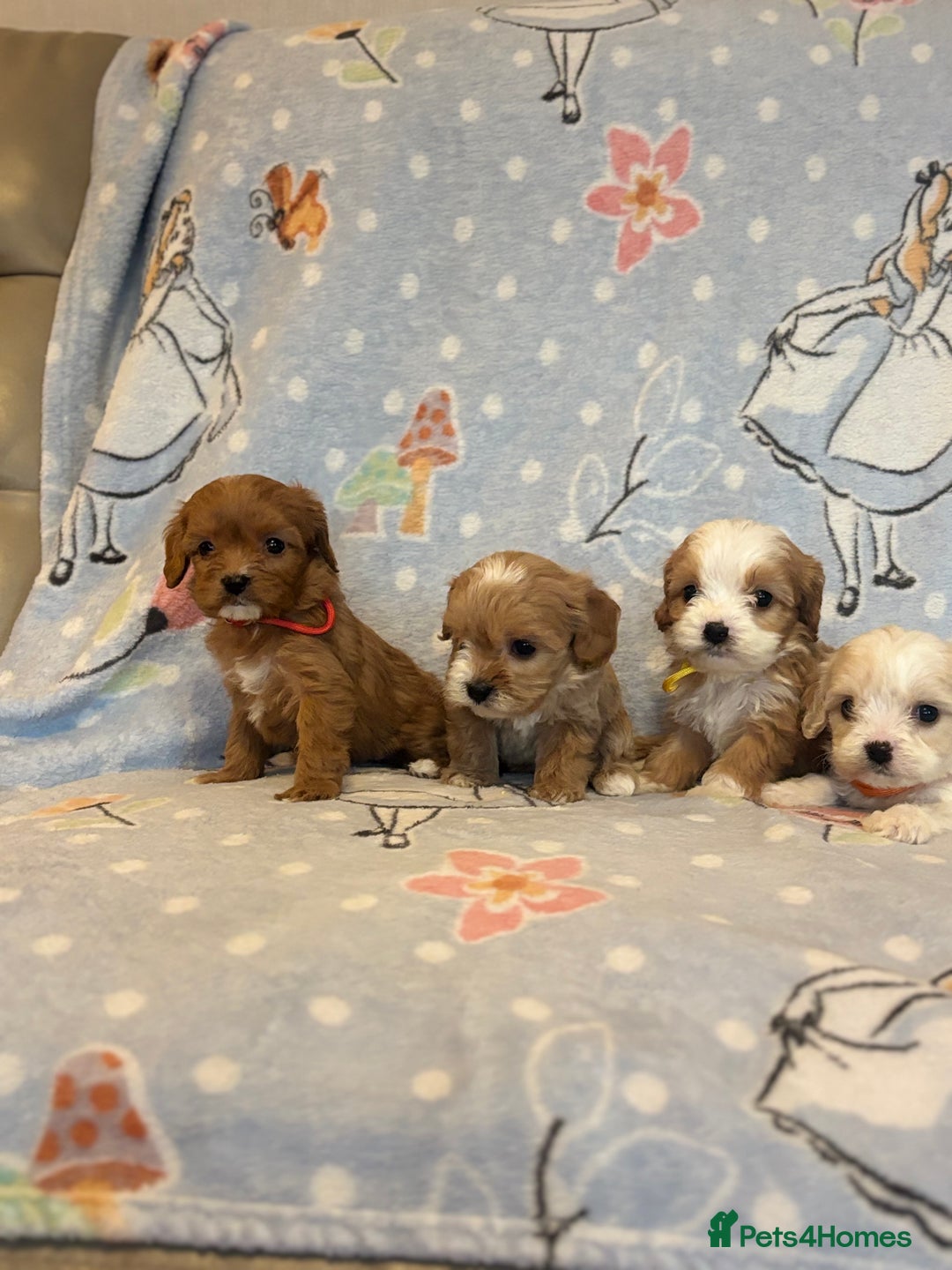 Cavapoo dogs for sale: Beautiful cavapoo pups from family home  - Advert 5