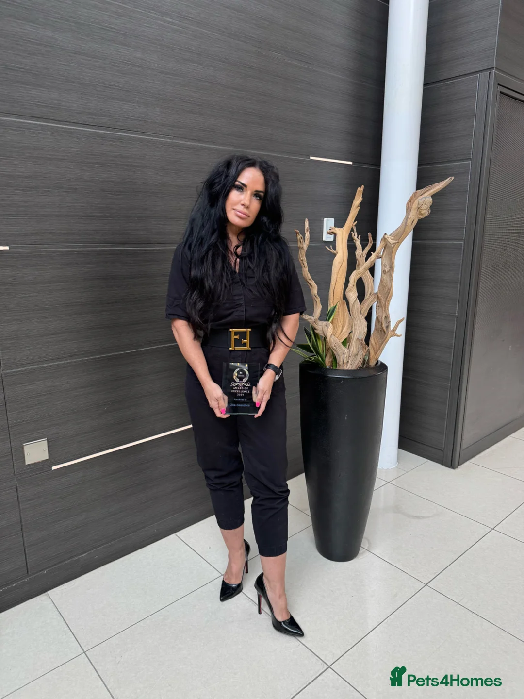 Miniature Dachshund dogs for stud: Award-winning Breeder-KC&IVDDtested ChocTan Smooth - Advert 14