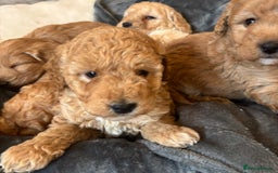 Cockapoo dogs for sale: Cockapoo Puppies – Well Socialised and beautiful  - Advert 8
