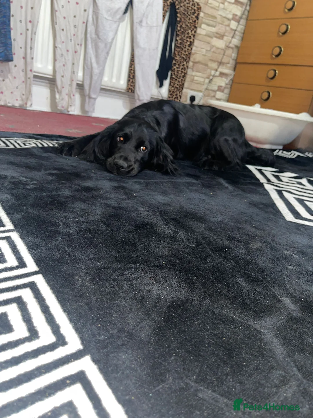 Cocker Spaniel dogs for sale: Cocker spaniel - Advert 2