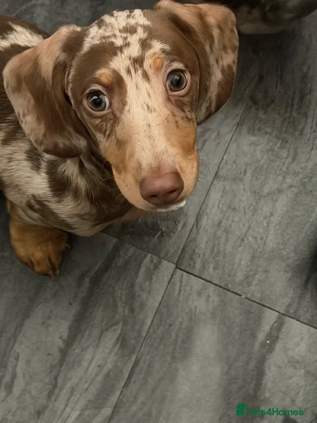 Miniature Dachshund dogs for sale: Dapple miniature dachshund  - Advert 2