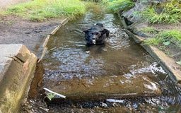 Border Collie dogs for sale: Border collie  - Image 34
