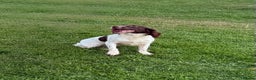 English Springer Spaniel dogs for sale: Fully trained ESS - Advert 8