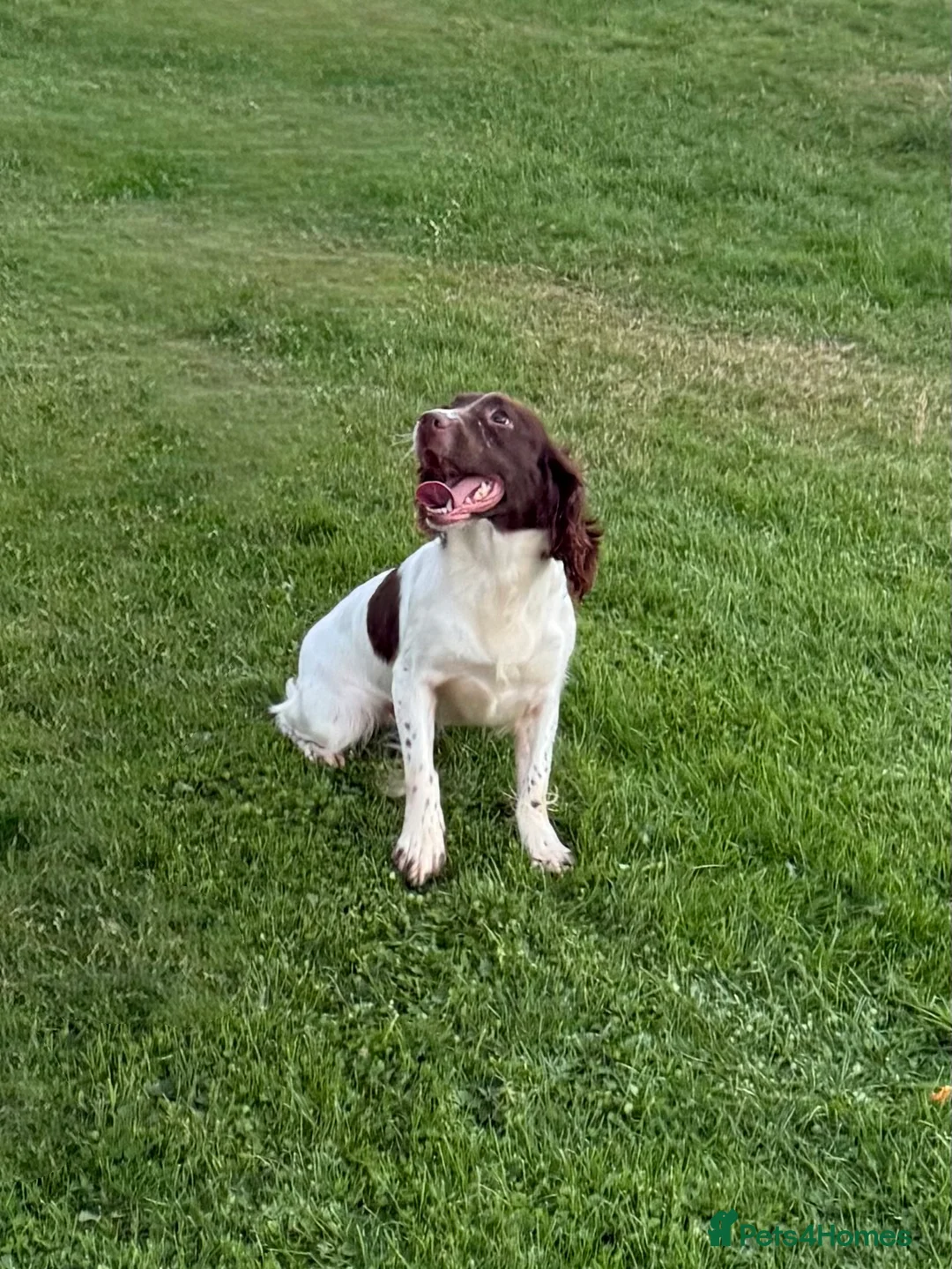 English Springer Spaniel dogs for sale: Fully trained ESS - Advert 8