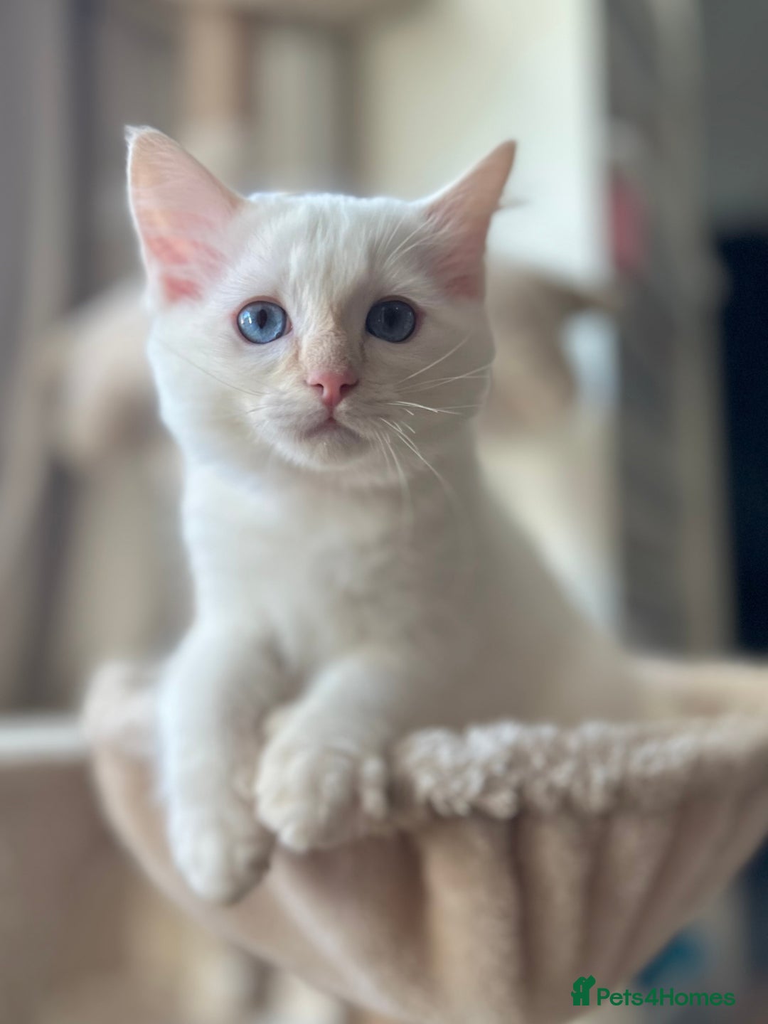 Ragdoll cats for sale: Stunning TICA reg Flame/Cream Boy - Image 8