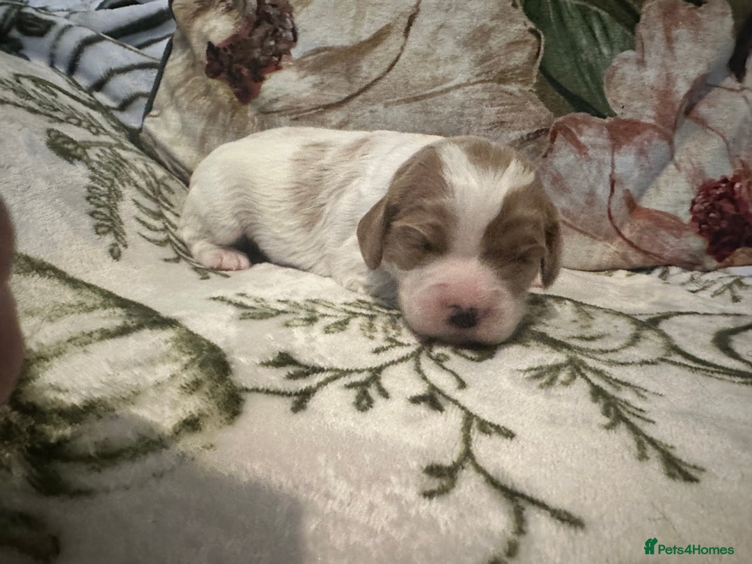 Mixed Breed dogs for sale: Cockalier puppies  - Advert 15