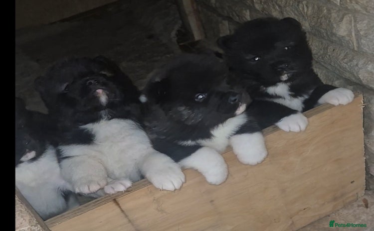 Akita dogs - Advert 5