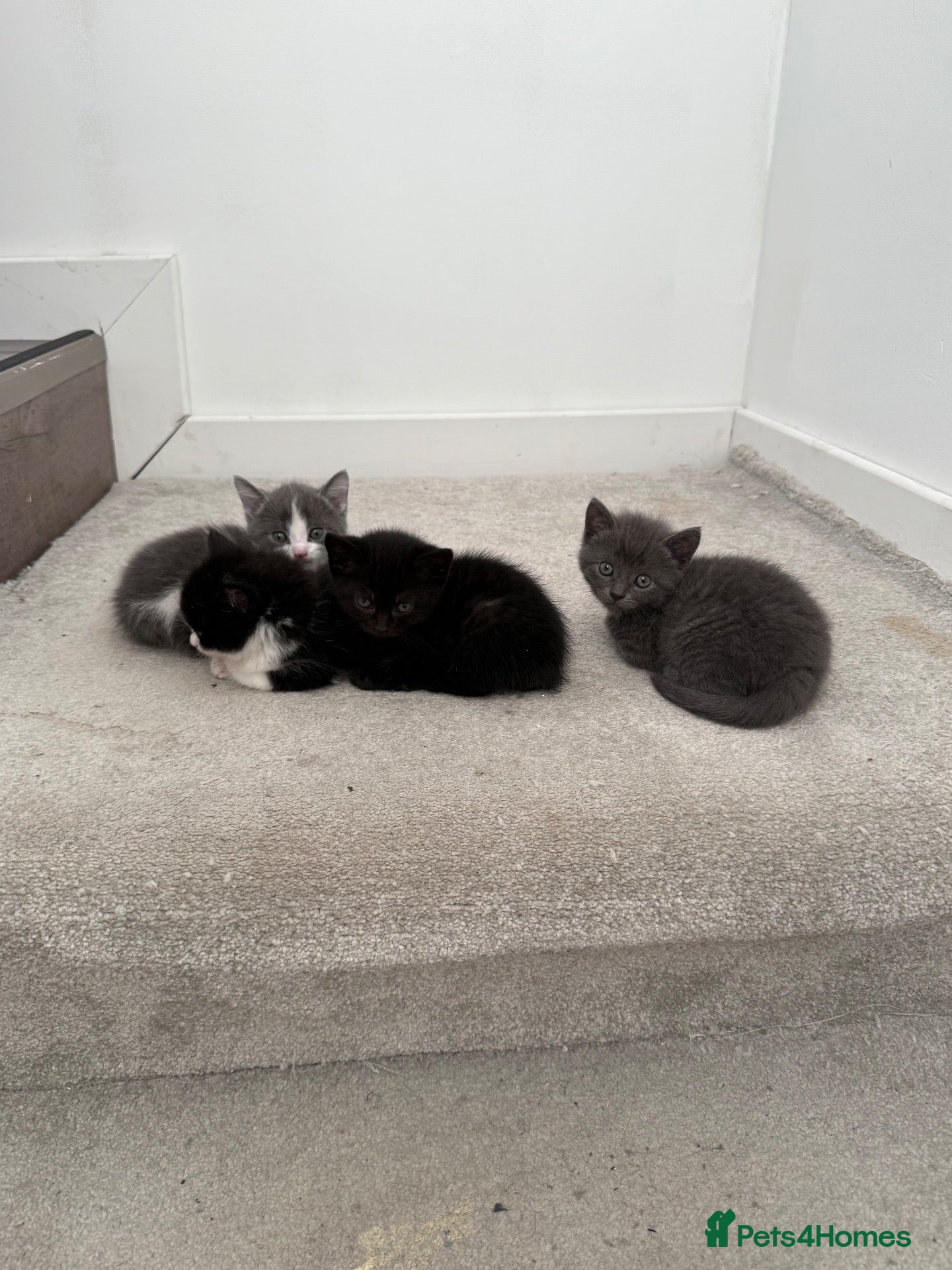 British Shorthair cats British shorthair mixed kittens looking for homes - Advert 2