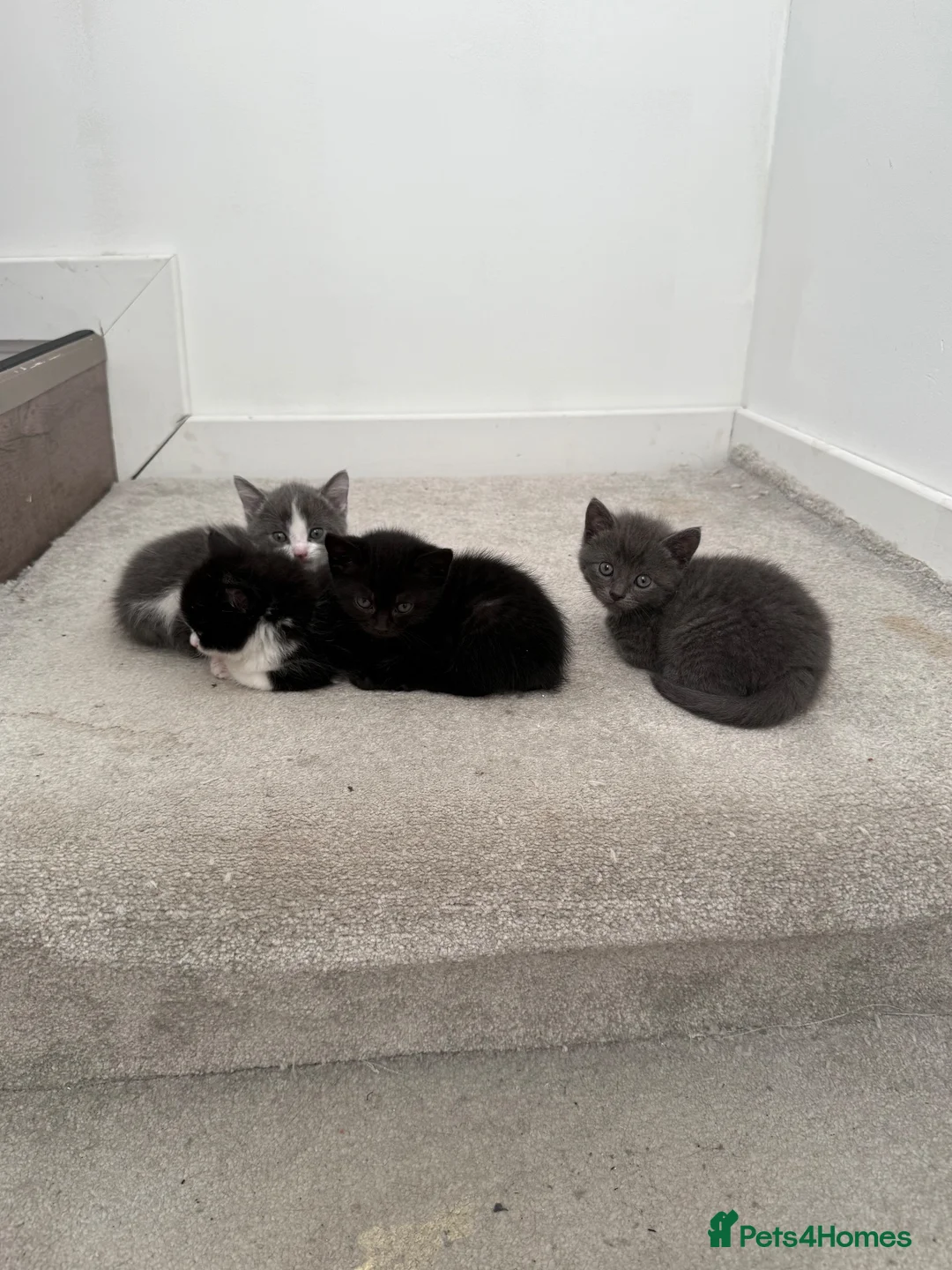 British Shorthair cats for sale: British shorthair mixed kittens looking for homes - Advert 2
