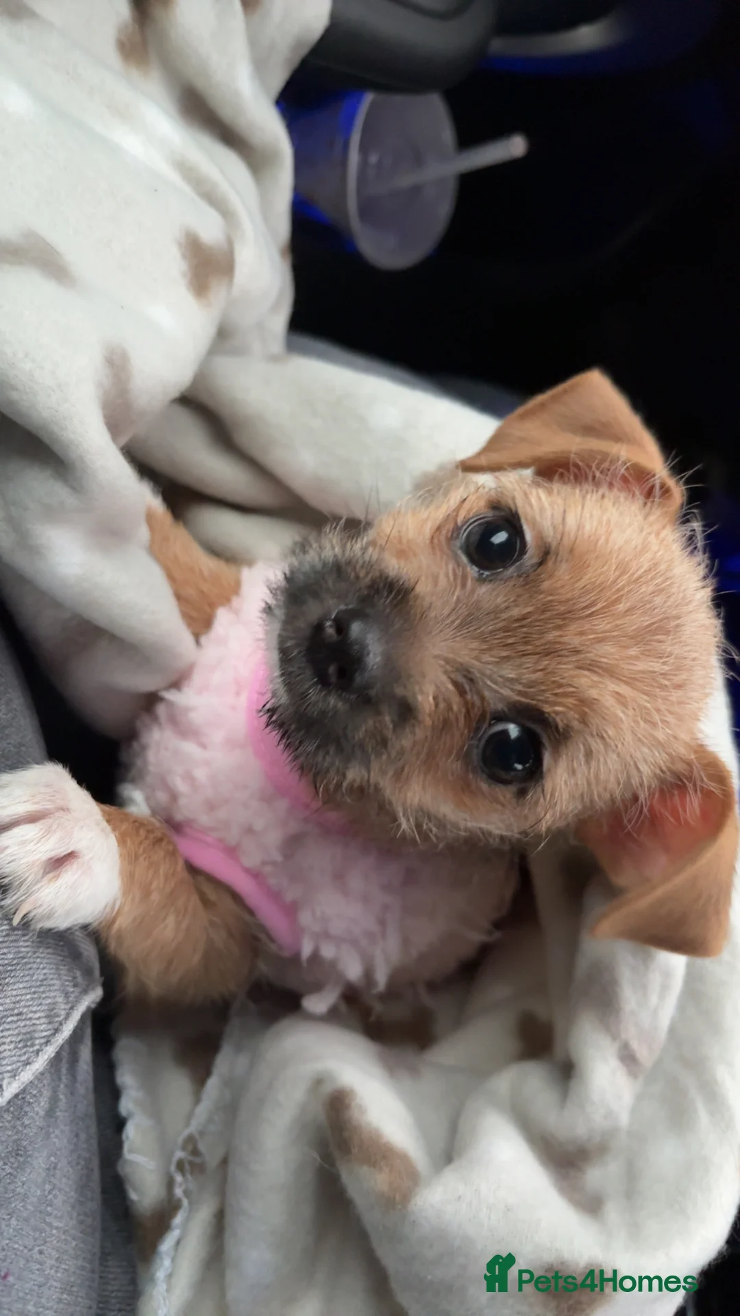 Mixed Breed dogs for sale: Chihuahua x Shih Tzu x Lhasa Apso Puppy  - Advert 8