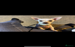 Chihuahua dogs for sale: Female chihuahua in Hull - Image 1